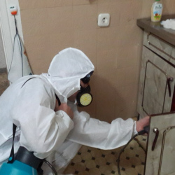 Дезинфекция от муравьев в квартире в Кириллове